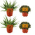 Zimmerpflanzen-Set „Aloe & Callisia“ – 2× Aloe Spider, 2× Callisia Turtle