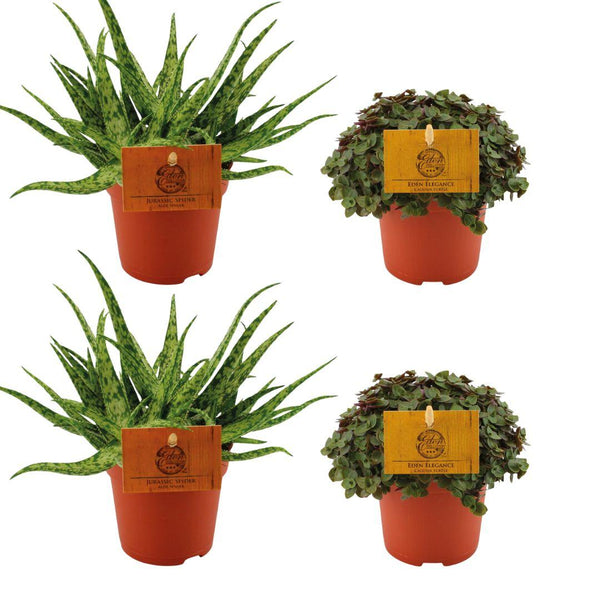 Zimmerpflanzen-Set „Aloe & Callisia“ – 2× Aloe Spider, 2× Callisia Turtle