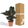 Korbmarante – Calathea ornata – Ansicht 2