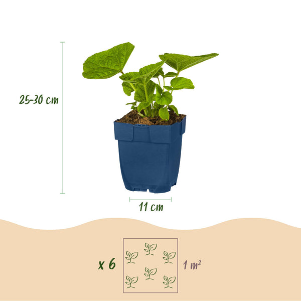 Stauden-Set „Weiß" – 24 weiß blühende Stauden für 3 m² – Ansicht 3