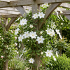 Waldrebe ‚Huldine' – Clematis – Ansicht 4