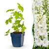 Rittersporn ‚Galahad' – Delphinium x cultorum