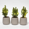 Mini-Weihnachtsbaum-Set mit Topf Joey und LED-Lichterkette