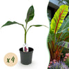 Bananenpflanze ‚Red Tiger' – Musa sikkimensis