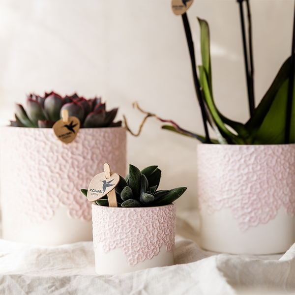 Orchideen-Set „Bloom Rosa" – Phalaenopsis mit Grünpflanze – Ansicht 2