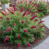 Schmetterlingsstrauch ‚Royal Red' – Buddleja davidii – 1 Stück