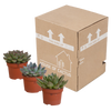 Sukkulenten-Set „Echeveria-Mix“ – verschiedene Echeverien – Ansicht 3
