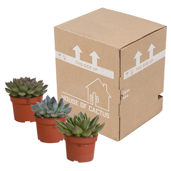 Sukkulenten-Set „Echeveria-Mix“ – verschiedene Echeverien – Ansicht 3