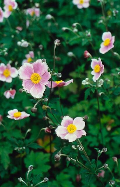 Herbst-Anemone ‚Robustissima' – Anemone tomentosa – Ansicht 6