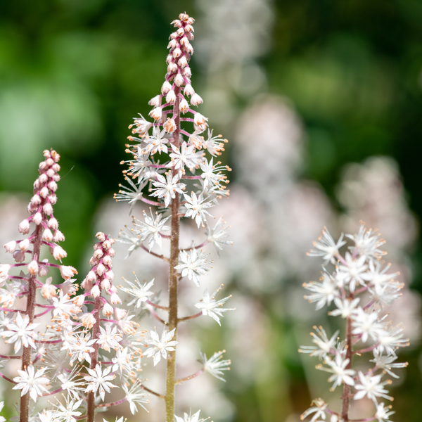 Herzblättrige Schaumblüte – Tiarella cordifolia – Ansicht 7