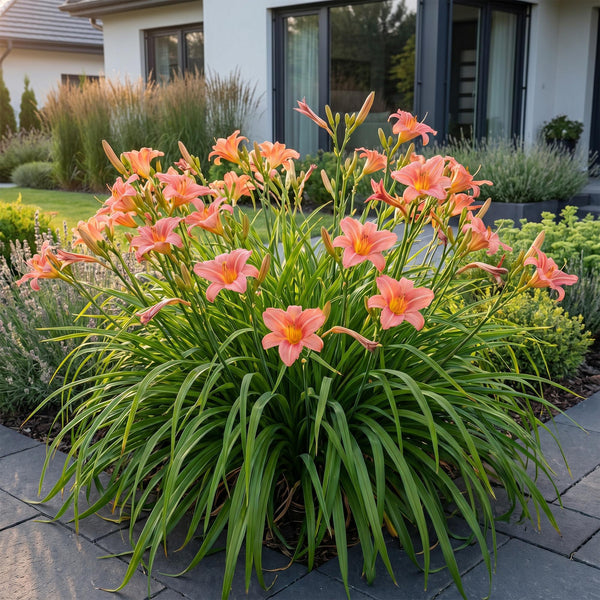 Taglilie ‚Pink Damask' – Hemerocallis – Ansicht 6