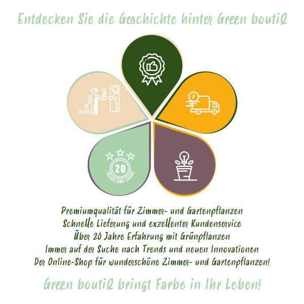 Garteneibisch Stämmchen ‚Blue Chiffon' – Hibiscus syriacus – Ansicht 5