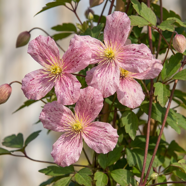 Bergwaldrebe ‚Marjorie' – Clematis montana – Ansicht 3