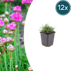 Grasnelke ‚Splendens' – Armeria maritima