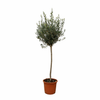 Olivenbaum – Olea europaea
