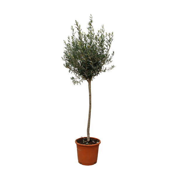 Olivenbaum – Olea europaea
