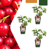 Stachelbeere – Ribes uva-crispa – 3 Stück