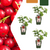 Stachelbeere – Ribes uva-crispa – 3 Stück