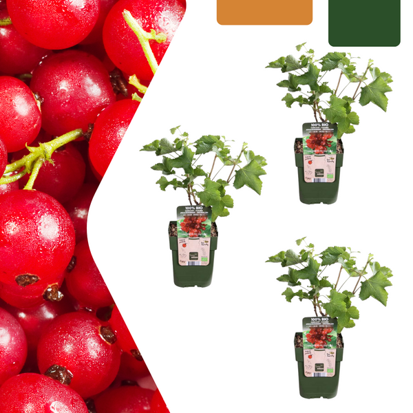 Stachelbeere – Ribes uva-crispa – 3 Stück