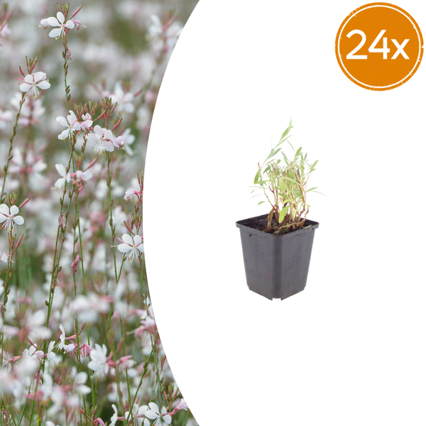 Prachtkerze – Gaura lindheimeri