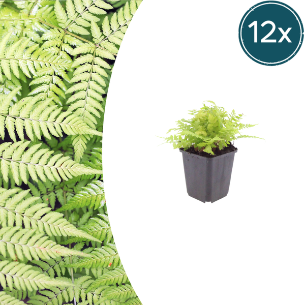 Gewöhnlicher Wurmfarn – Dryopteris filix-mas