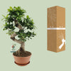 Ficus microcarpa ‚Ginseng' – Ansicht 3