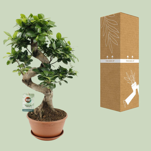 Ficus microcarpa ‚Ginseng' – Ansicht 3