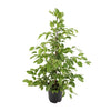 Birkenfeige ‚Golden King' – Ficus benjamina
