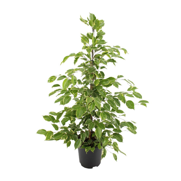 Birkenfeige ‚Golden King' – Ficus benjamina