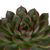 Sukkulenten-Set „Echeverie-Mischung“ – 3 Echeveria – Ansicht 6