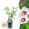 Garteneibisch ‚Hamabo' – Hibiscus syriacus