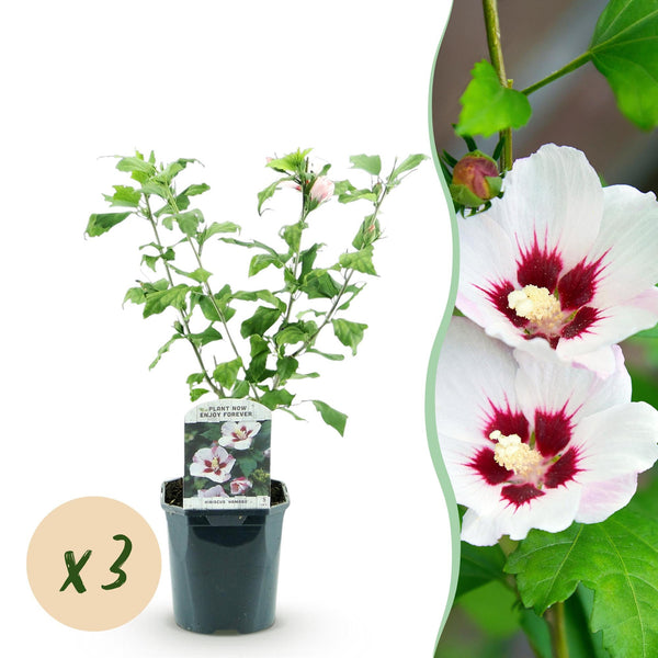 Garteneibisch ‚Hamabo' – Hibiscus syriacus