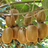 Kiwi ‚Hayward' – Actinidia deliciosa – Ansicht 5