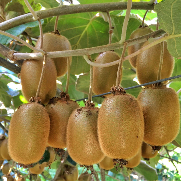 Kiwi ‚Hayward' – Actinidia deliciosa – Ansicht 5