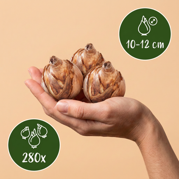 Blumenzwiebel-Set „Trockengarten" – Sommerblüher-Mischung – Ansicht 4
