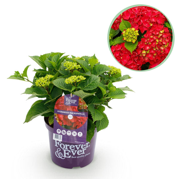 Hortensie ‚Forever & Ever' – Hydrangea macrophylla
