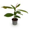 Immergrüne Magnolie – Magnolia grandiflora – Ansicht 2