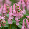 Lerchensporn ‚Beth Evans' – Corydalis solida