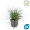 Blauschwingel ‚Elijah Blue' – Festuca glauca – Ansicht 4