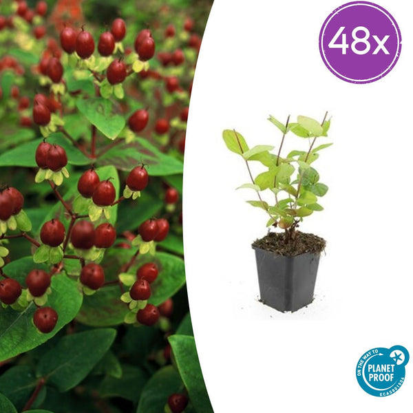 Johanniskraut ‚Beauty' – Hypericum × inodorum