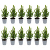 Zuckerhutfichte ‚Perfecta' – Picea glauca