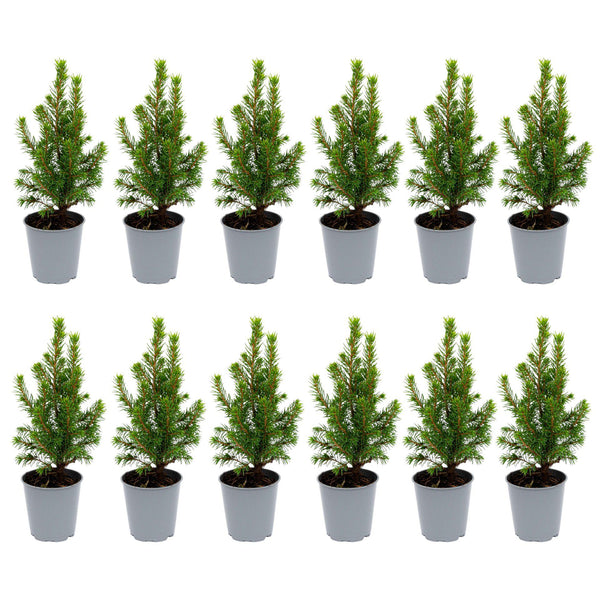 Zuckerhutfichte ‚Perfecta' – Picea glauca
