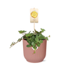 Zwergpfeffer ‚Hope' – Peperomia
