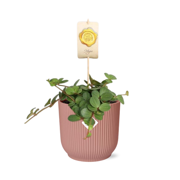 Zwergpfeffer ‚Hope' – Peperomia