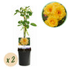 Kletterrose ‚Spring Queen' – Rosa