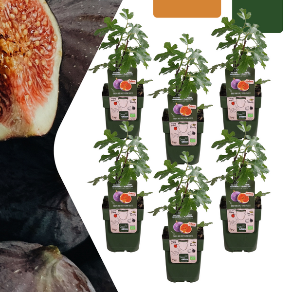 Feigenbaum – Ficus carica