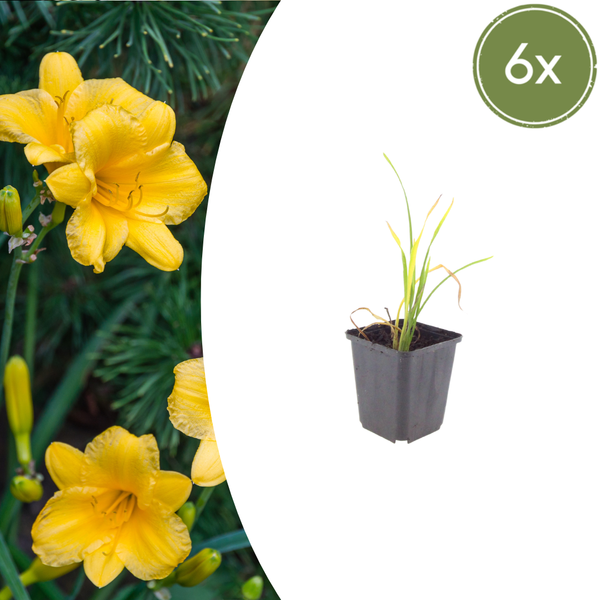 Taglilie ‚Stella de Oro' – Hemerocallis – 6 Stück