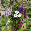 Waldreben-Set „Rainbow" – Clematis in Lila, Rot, Rosa und Weiß – Ansicht 4