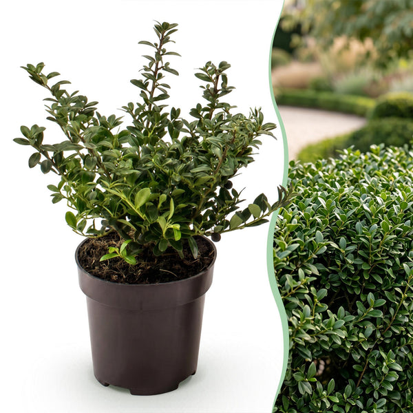 Japanische Stechpalme ‚Stokes' – Ilex crenata – Ansicht 3
