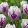 Tulpe ‚Flaming Flag' – Tulipa – 15 Stück